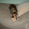 Ginger the cat