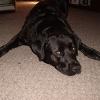 Maggie Girl*