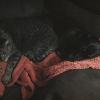 My babies Sara and Roxy sleeping together (best friends)